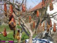 /album/nadherne-kreace-jidla/tree-dream-of-every-man-jpg/
